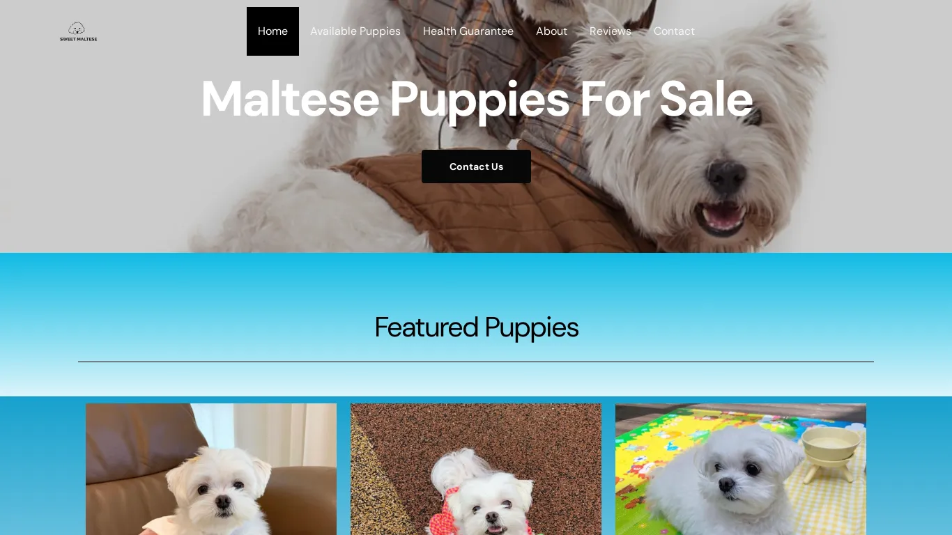 Scam Website Sweet Maltese Maltese Puppies For Sale